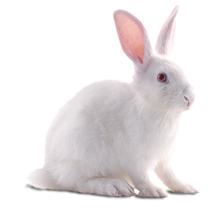Download PNG image - White Rabbit 