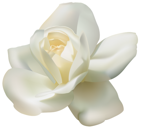 Download PNG image - White Rose PNG 