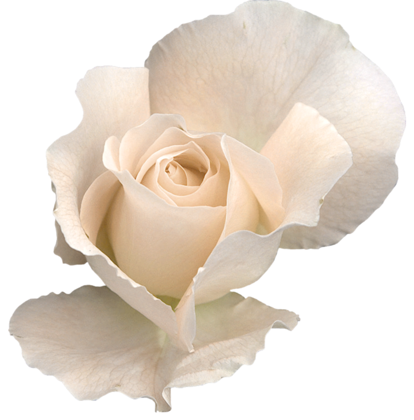 Download PNG image - White Rose Transparent PNG 