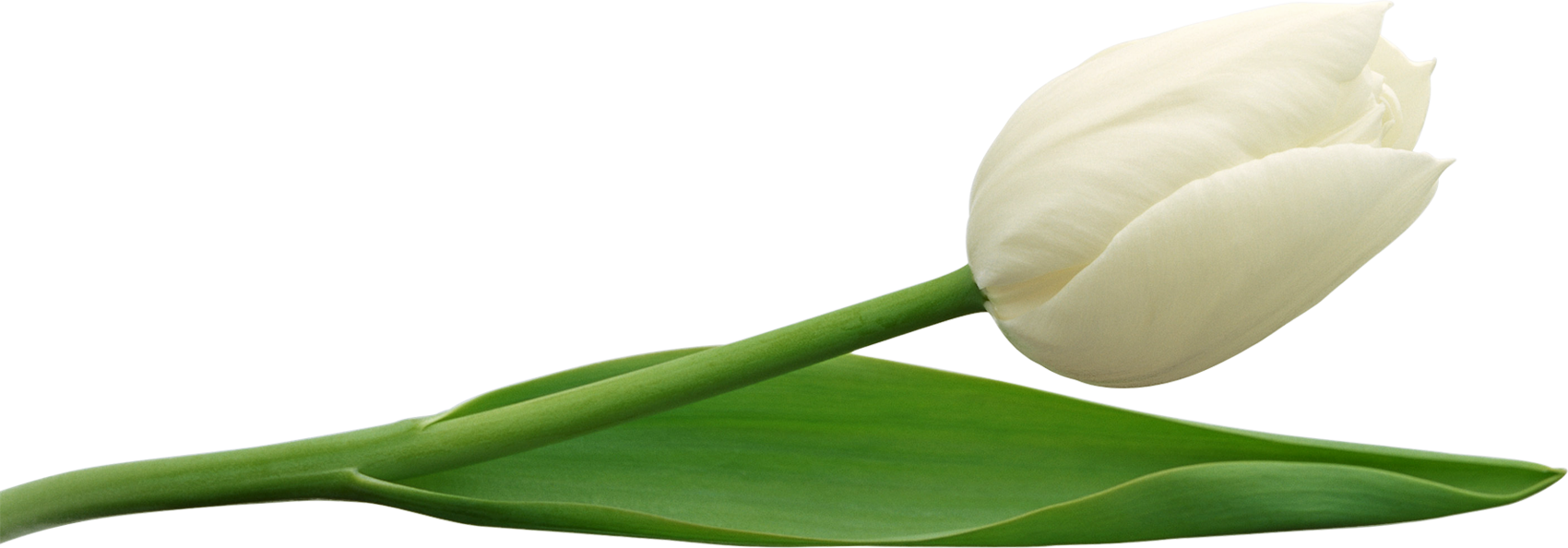 Download PNG image - White Tulip PNG 