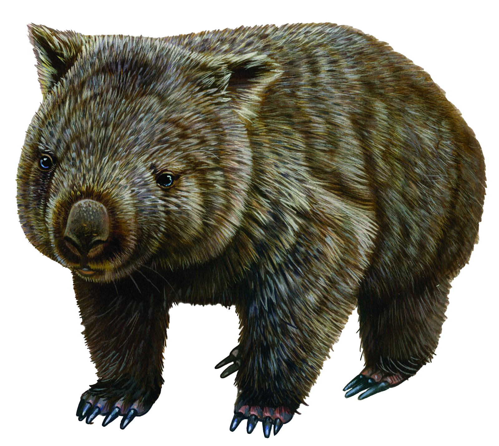 Download PNG image - Wombat PNG HD 