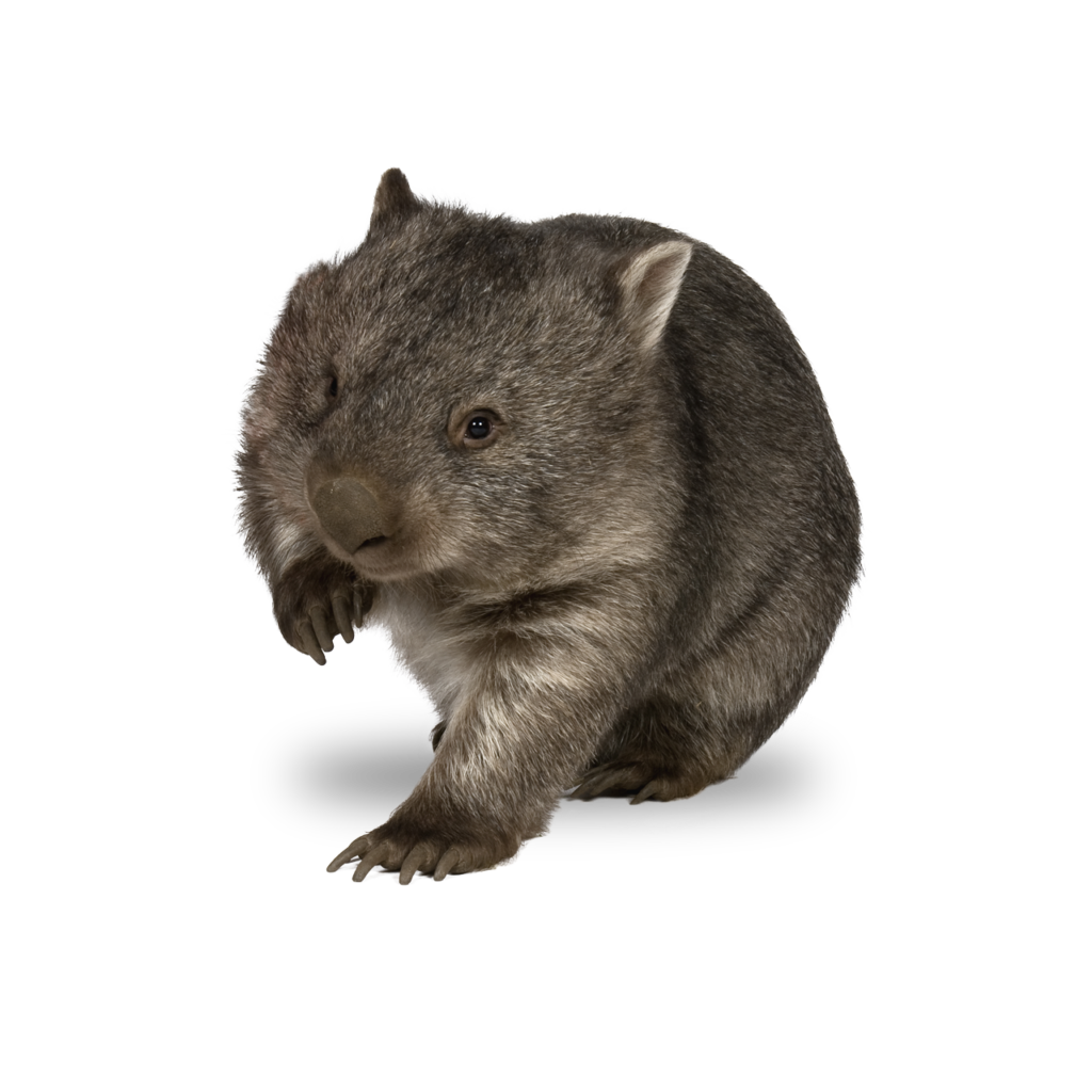 Download PNG image - Wombat PNG Transparent Image 