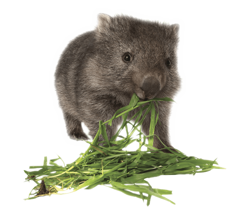 Download PNG image - Wombat Transparent Background 
