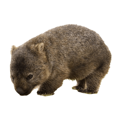 Download PNG image - Wombat Transparent PNG 