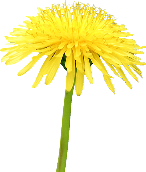 Download PNG image - Yellow Dandelion PNG File 