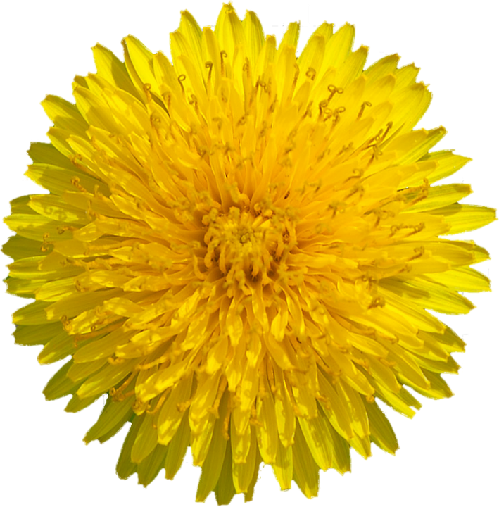 Yellow Dandelion PNG Transparent Image