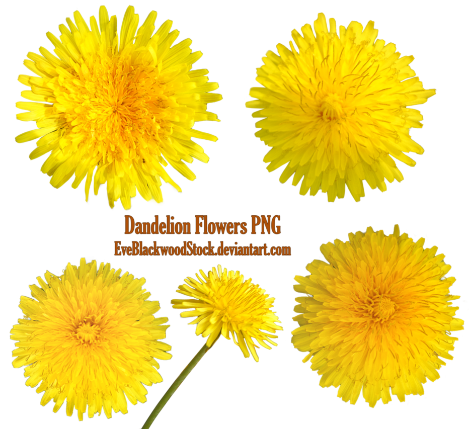 Yellow Dandelion Transparent PNG