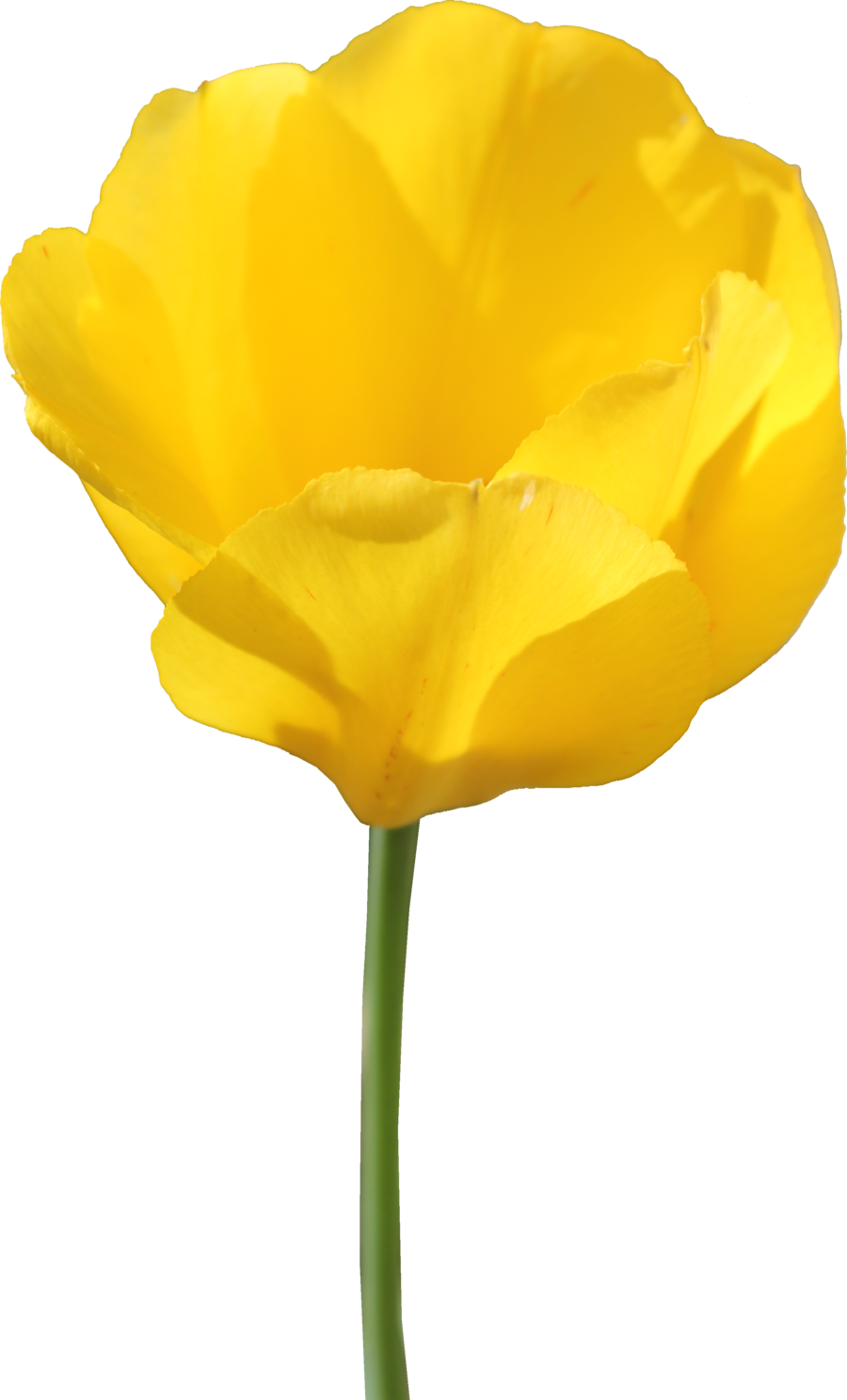 Download PNG image - Yellow Tulip PNG 