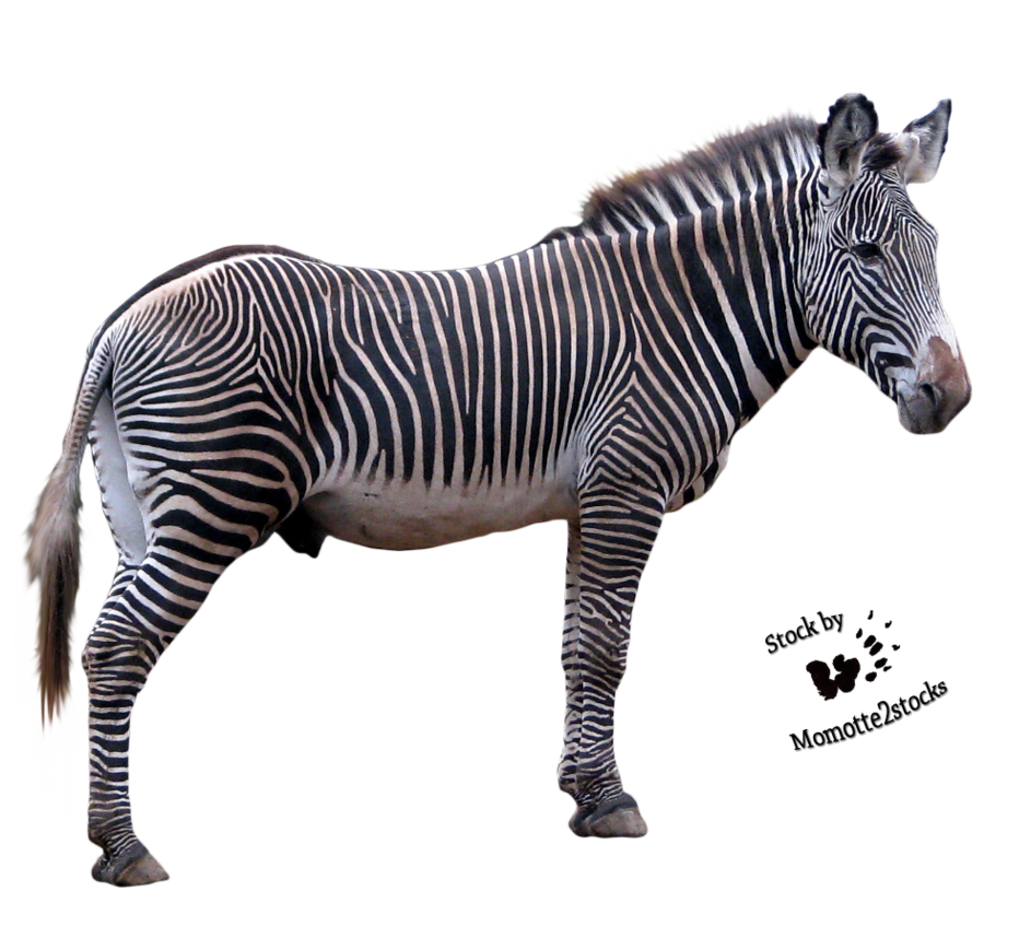Download PNG image - Zebra PNG Download Image 