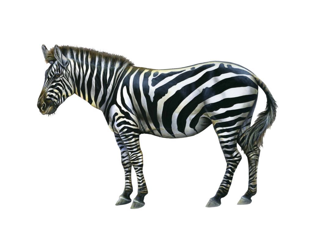 Download PNG image - Zebra PNG HD Photo 