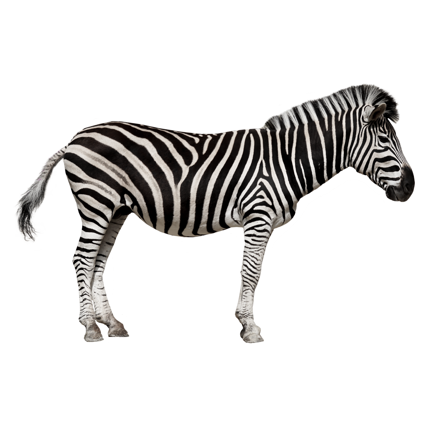 Download PNG image - Zebra PNG Image HD 