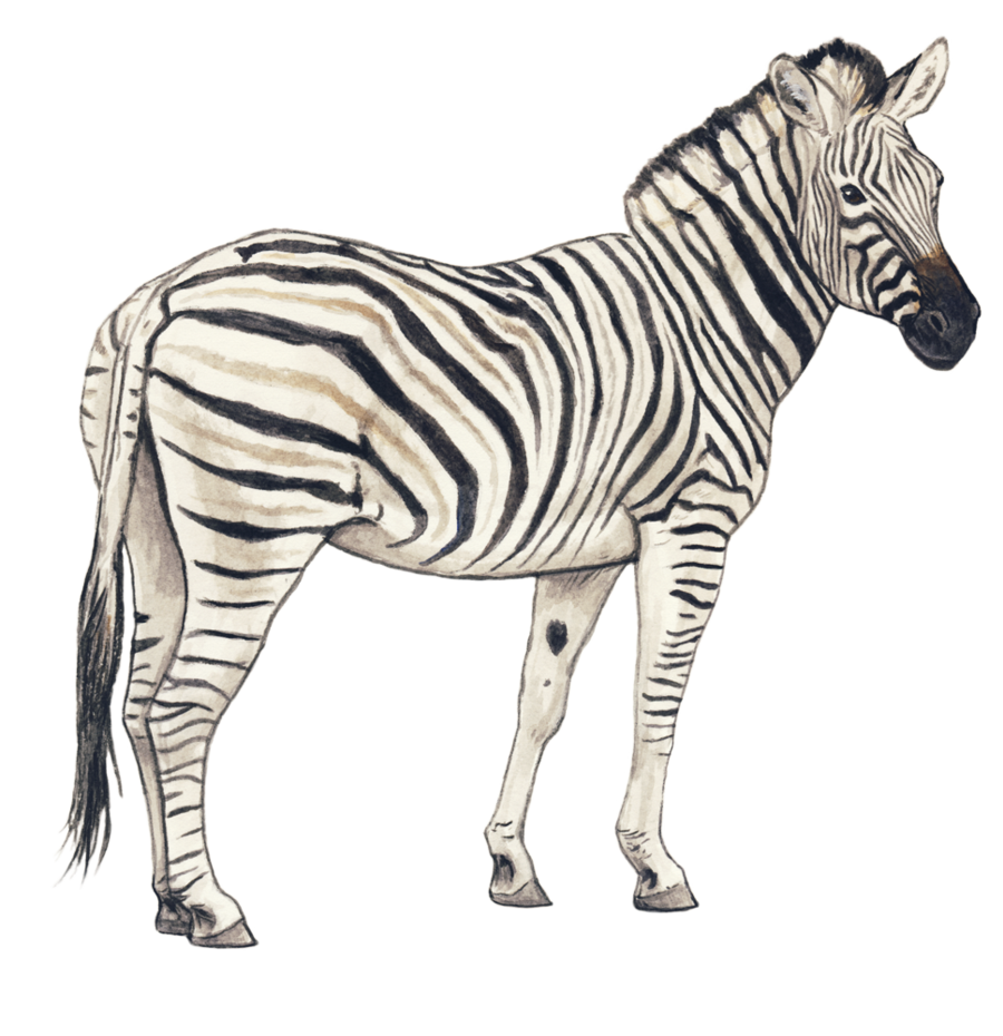 Download PNG image - Zebra PNG Transparent Background 