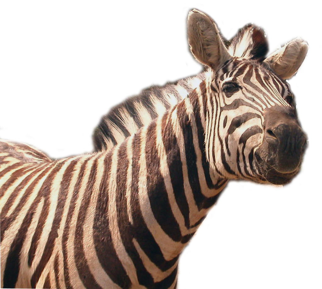Download PNG image - Zebra PNG Transparent File 