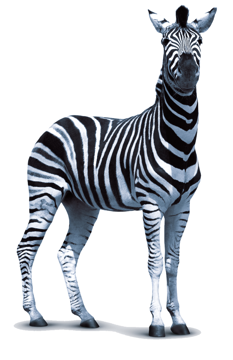 Download PNG image - Zebra PNG Transparent Photo 
