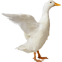 Download PNG image - duck 