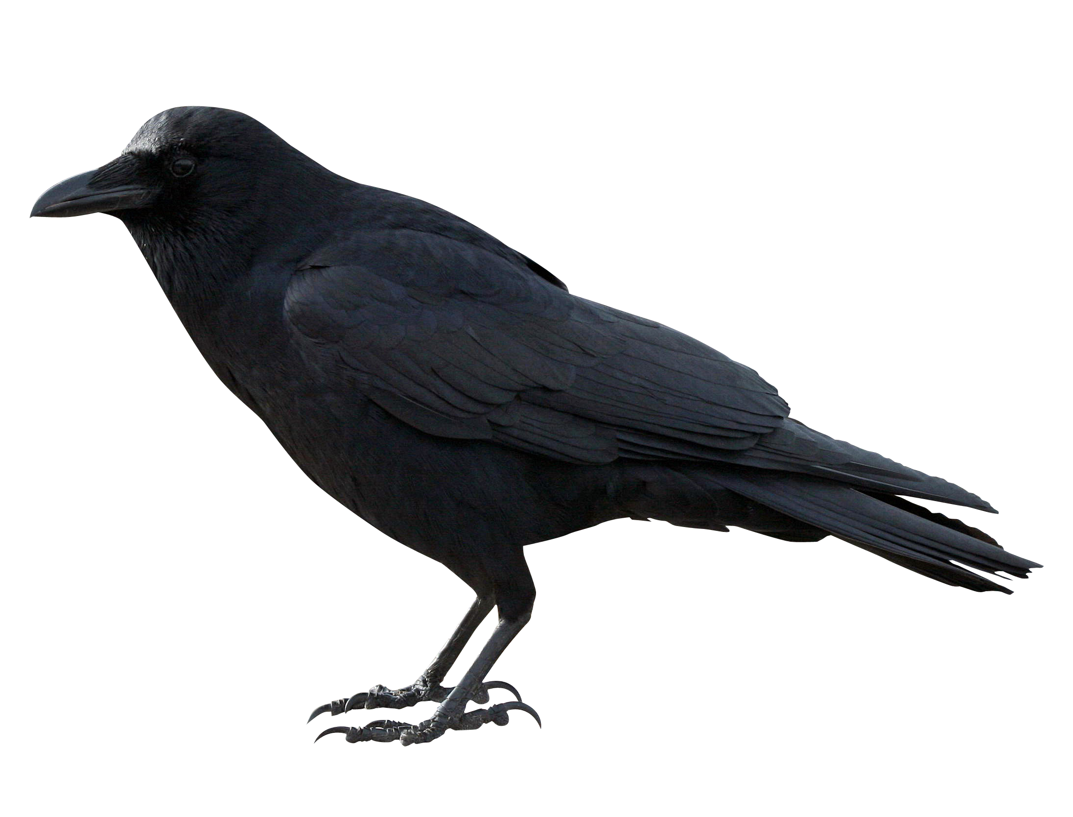 Download PNG image - African Bird PNG Transparent Picture 