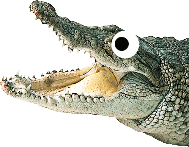 Download PNG image - Alligator PNG Isolated Photo 