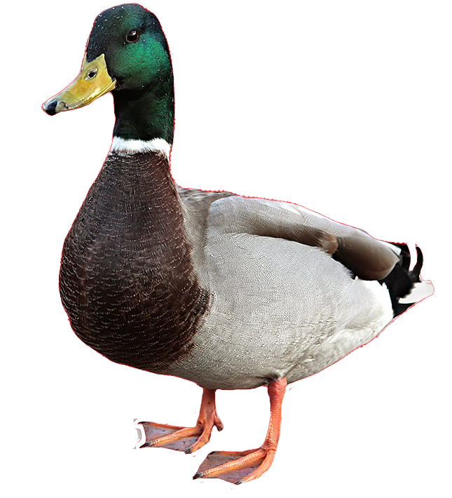 Download PNG image - Cute Duck PNG 