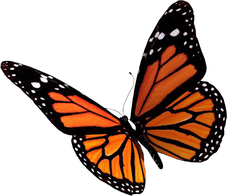 Download PNG image - Flying Butterflies PNG Clipart 