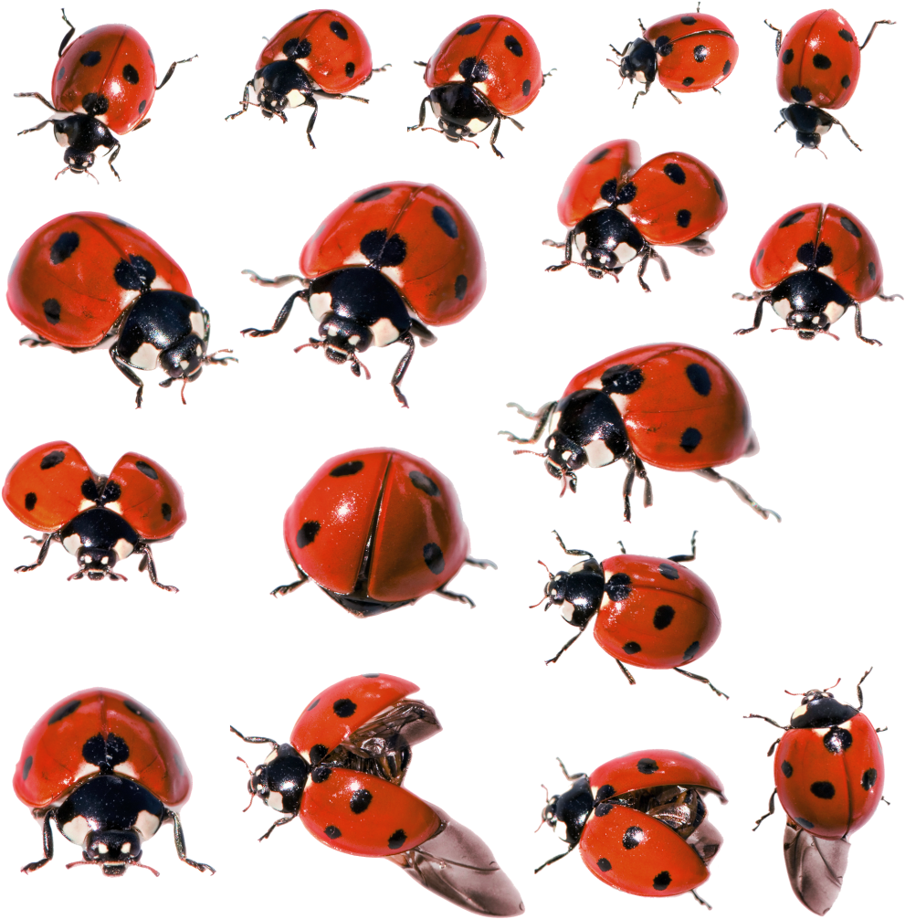 Download PNG image - Ladybug Insect Transparent PNG 