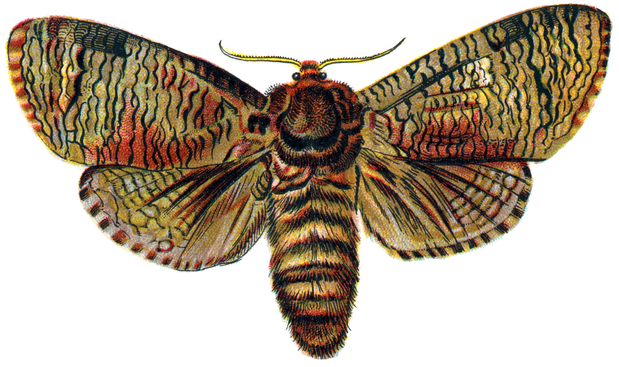 Download PNG image - Moth PNG Transparent Image 