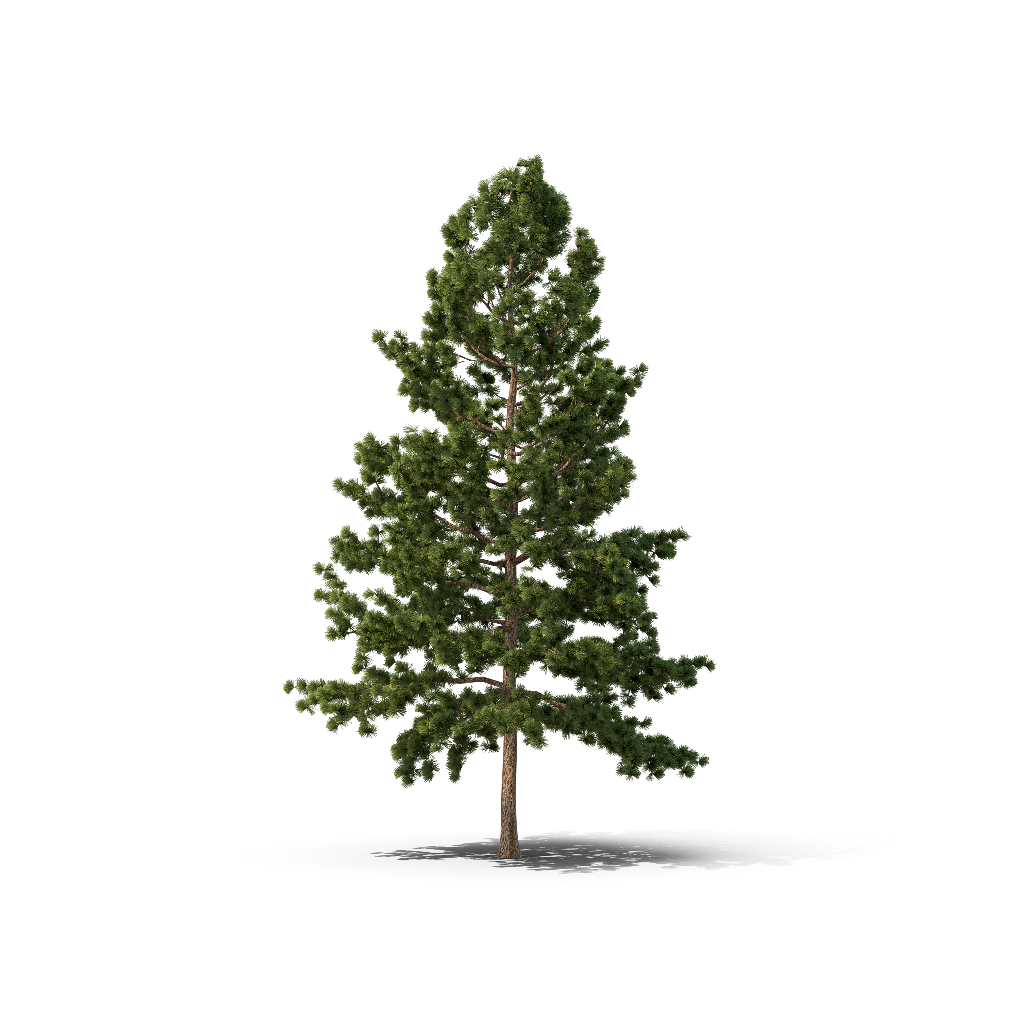 Download PNG image - Pine Christmas Fir-Tree Transparent PNG 