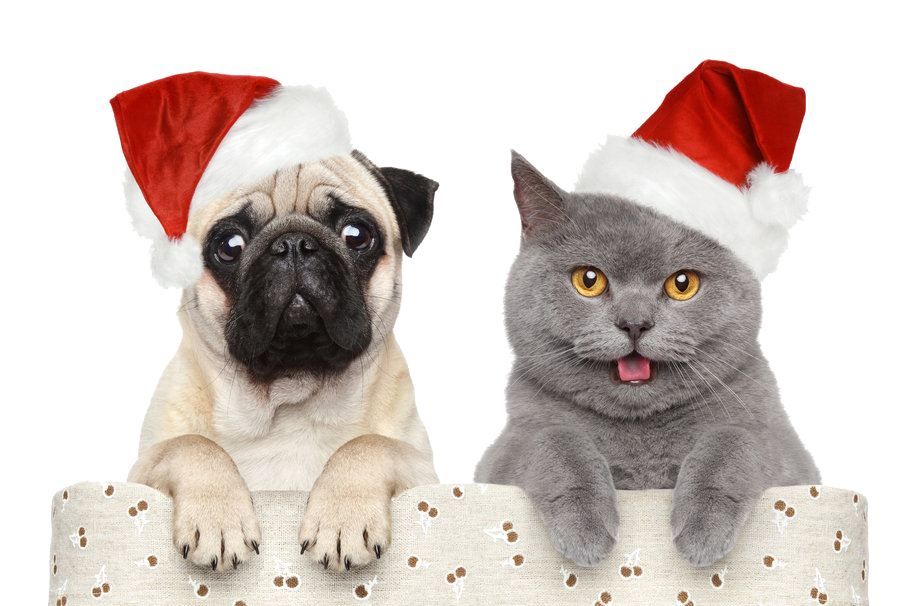 Download PNG image - Real Animal Christmas PNG Image 