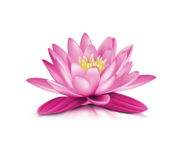 Water Lily PNG Transparent Picture