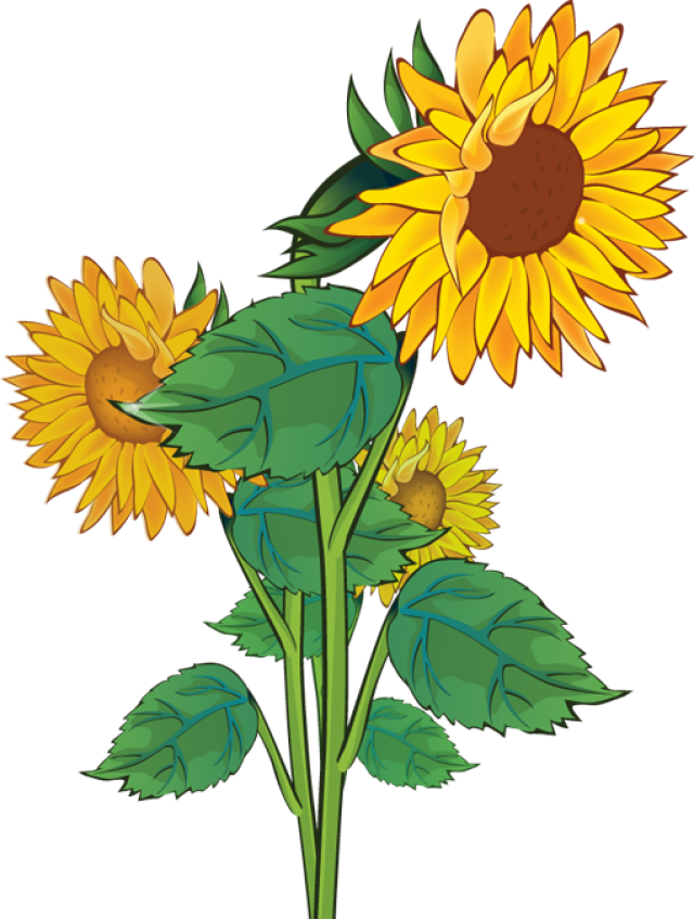 Download PNG image - Aesthetic Sunflower PNG Isolated Photo 