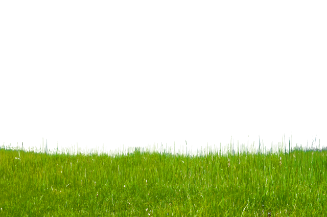 Download PNG image - Green Grass PNG File 