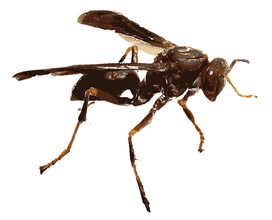 Download PNG image - Insect PNG Transparent 