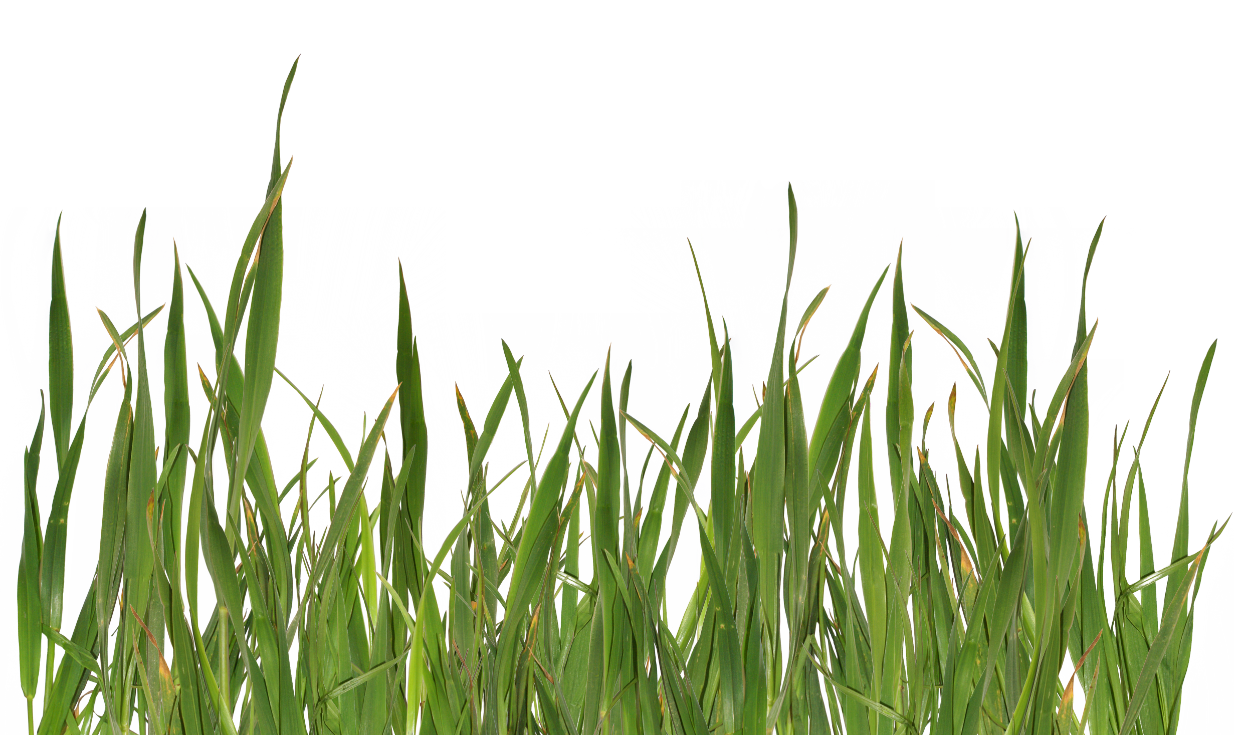 Download PNG image - Lawn Grass PNG Isolated HD 