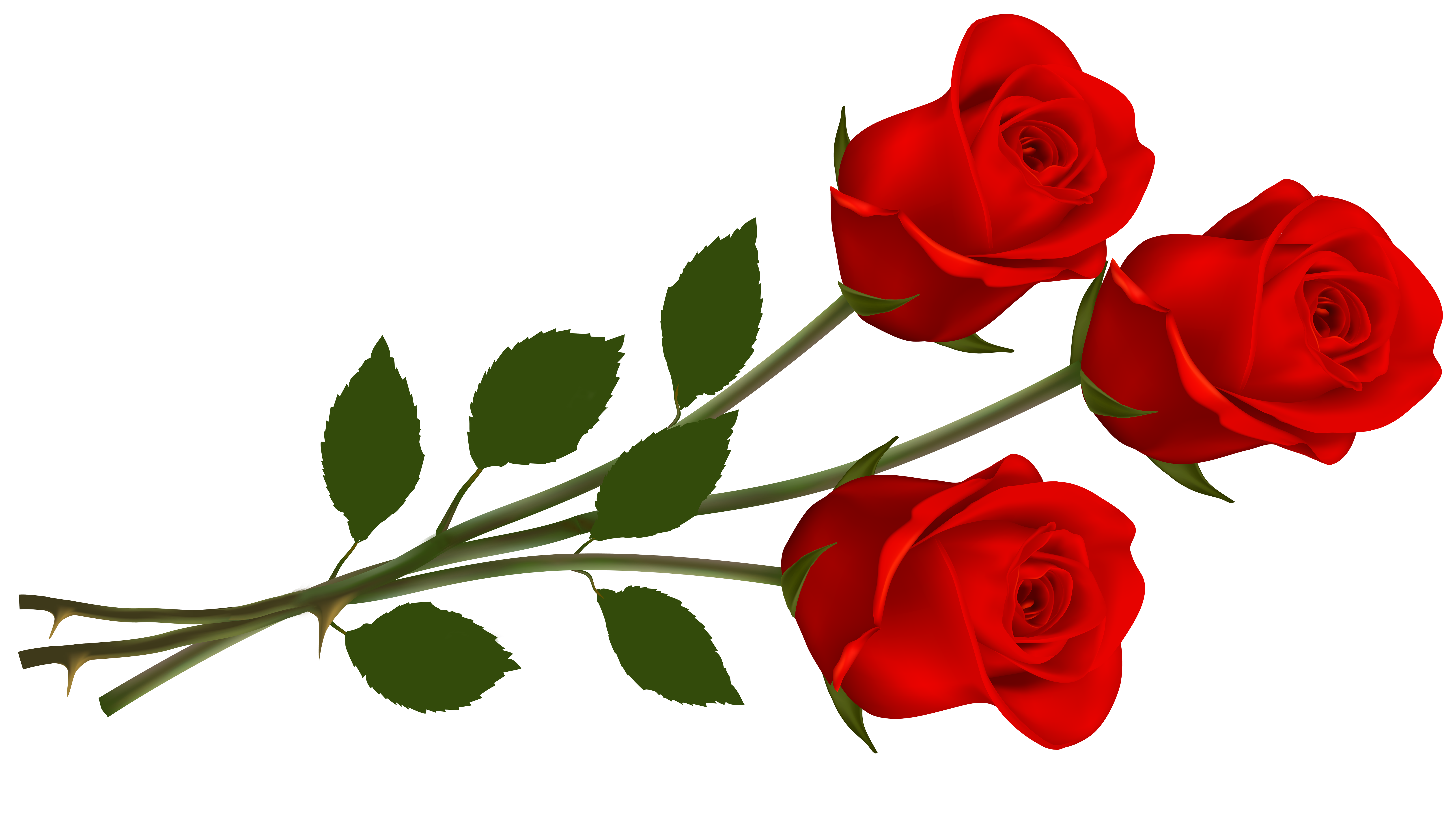 Red Rose Flower PNG File