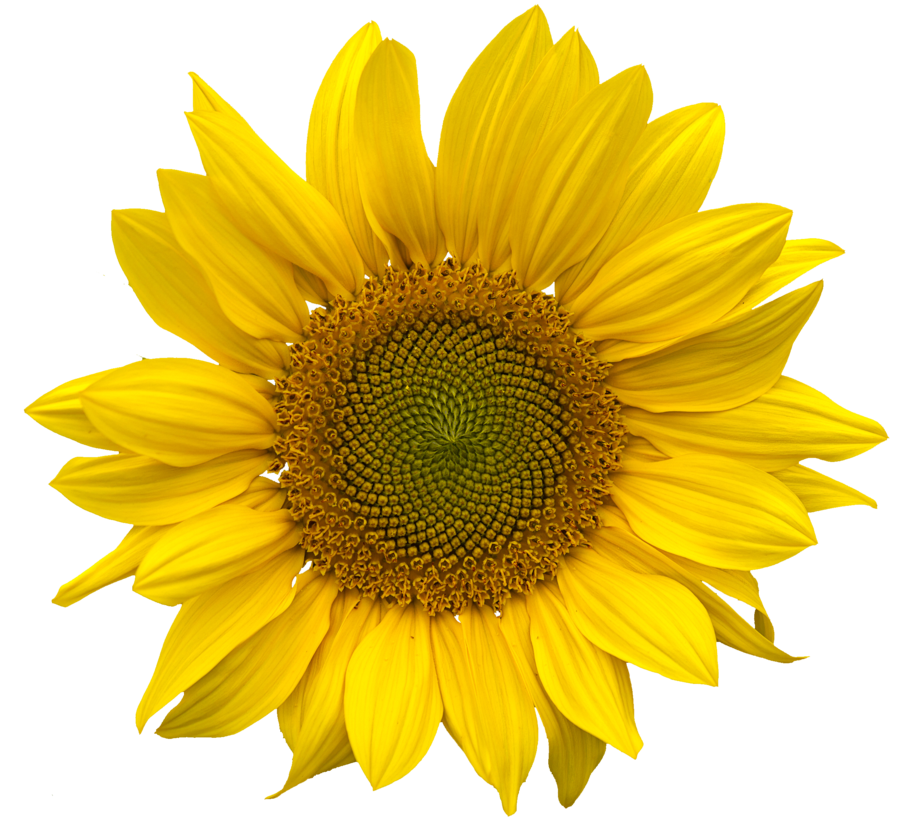 Download PNG image - Sunflower PNG Pic 