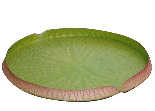 Water Lily PNG Image