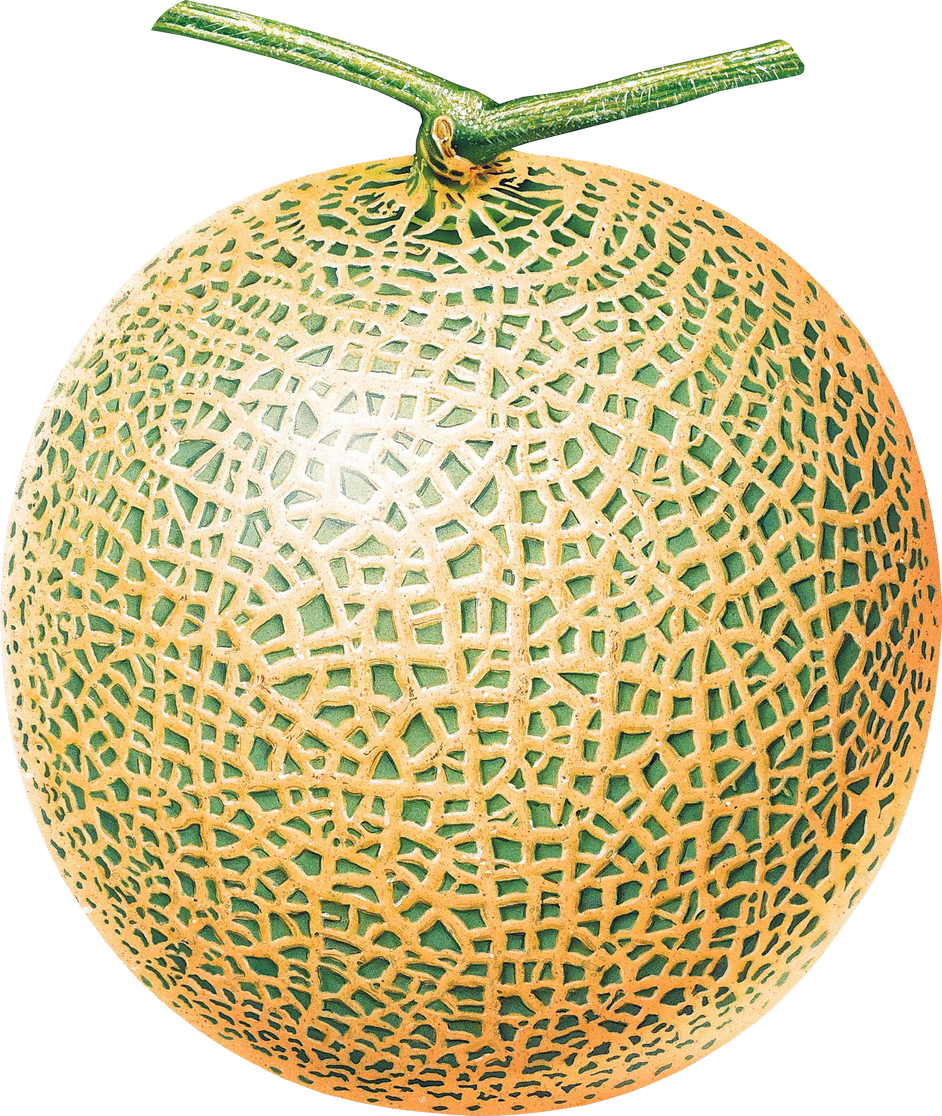 Download PNG image - Yellow Cantaloupe Transparent Background 