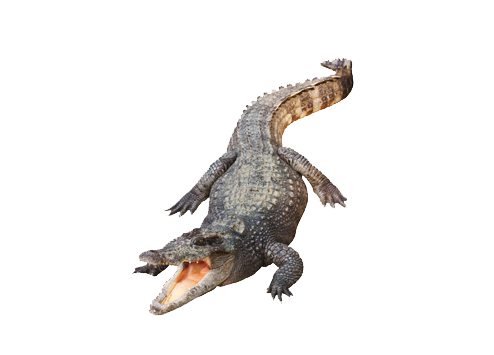 Download PNG image - Alligator PNG File 
