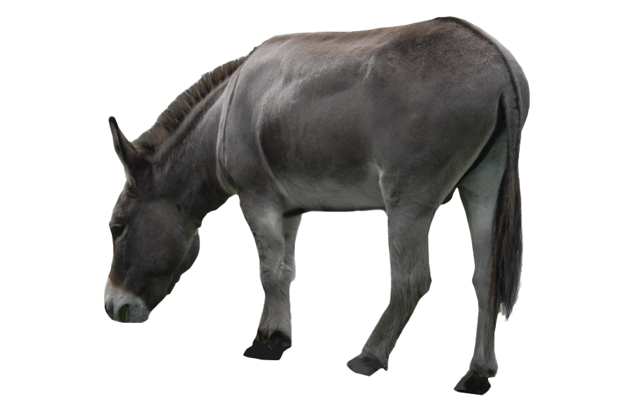 Download PNG image - Donkey PNG Transparent HD Photo 