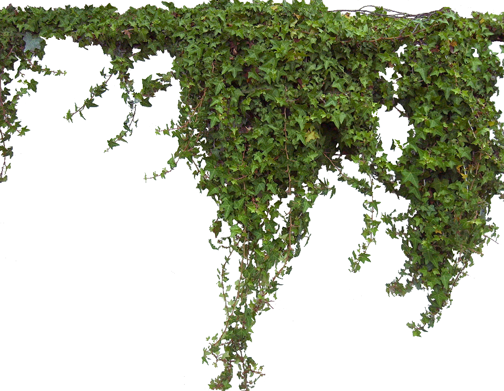 Download PNG image - Ivy PNG Pic 