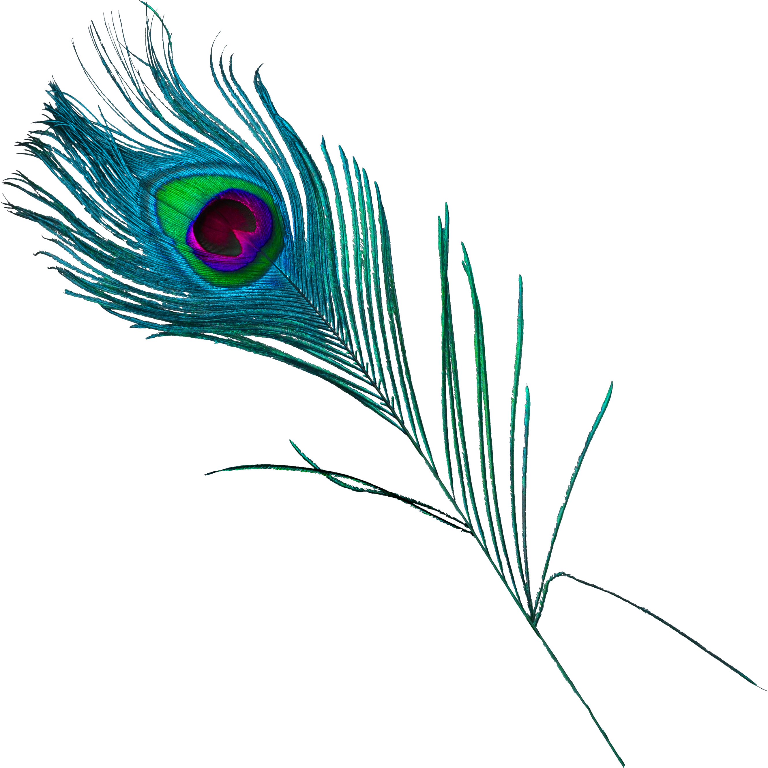 Download PNG image - Peacock Feather PNG Free Download 