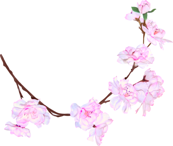 Spring Blossom PNG File