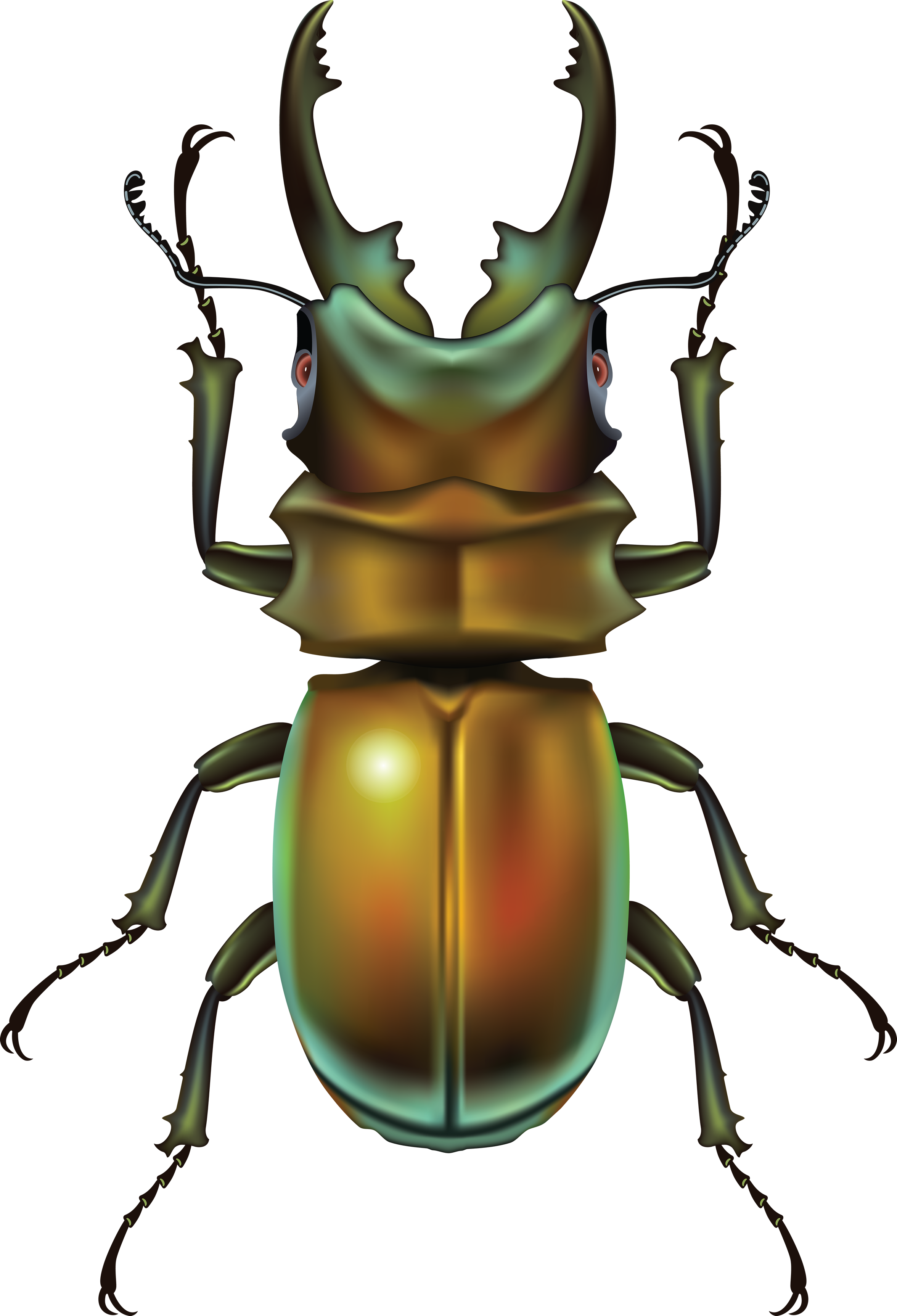 Download PNG image - Cute Insect PNG Photos 