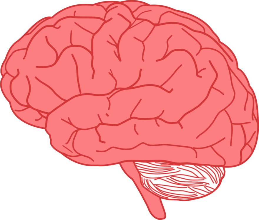 Download PNG image - Brain PNG Isolated Transparent 
