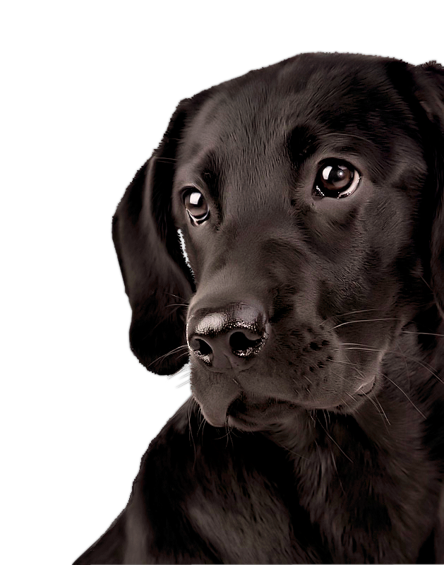 Download PNG image - Black Labrador Dog Retriever Face PNG 