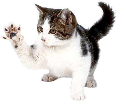Download PNG image - Domestic Kitten PNG Image 