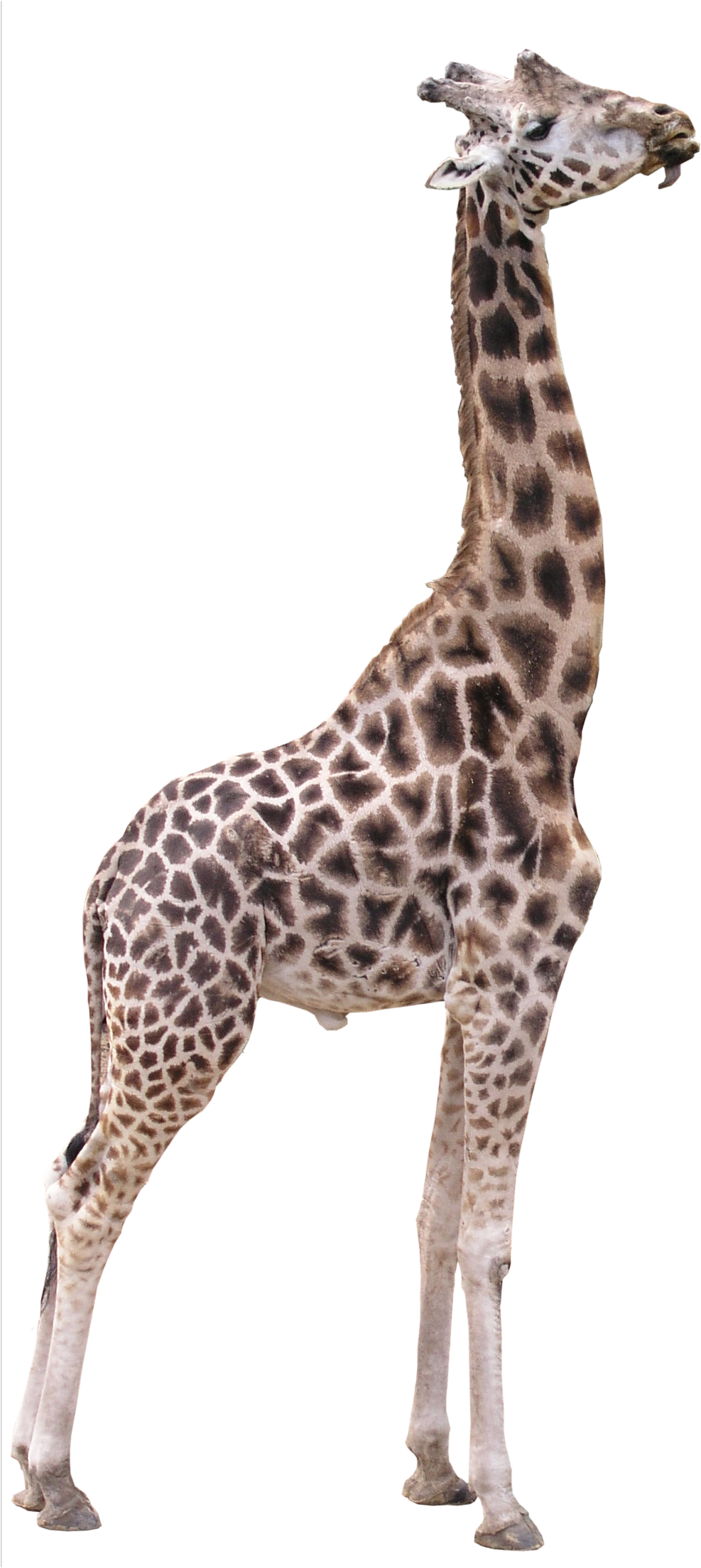 Download PNG image - Giraffe PNG Photos 