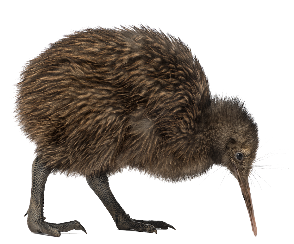 Download PNG image - Kiwi Bird PNG Transparent Image 