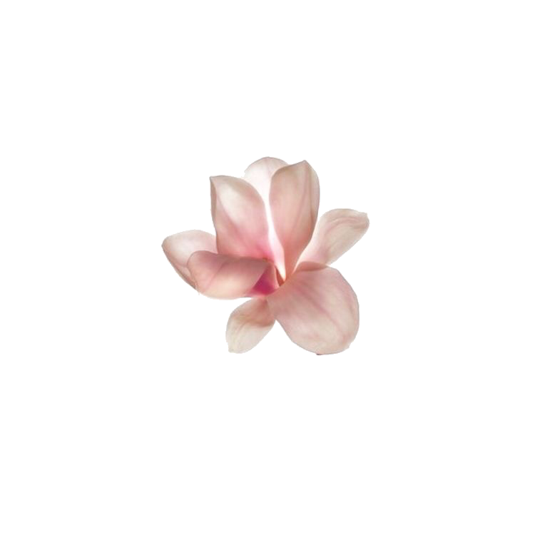 Download PNG image - Pink Frangipani Flower PNG Transparent Image 