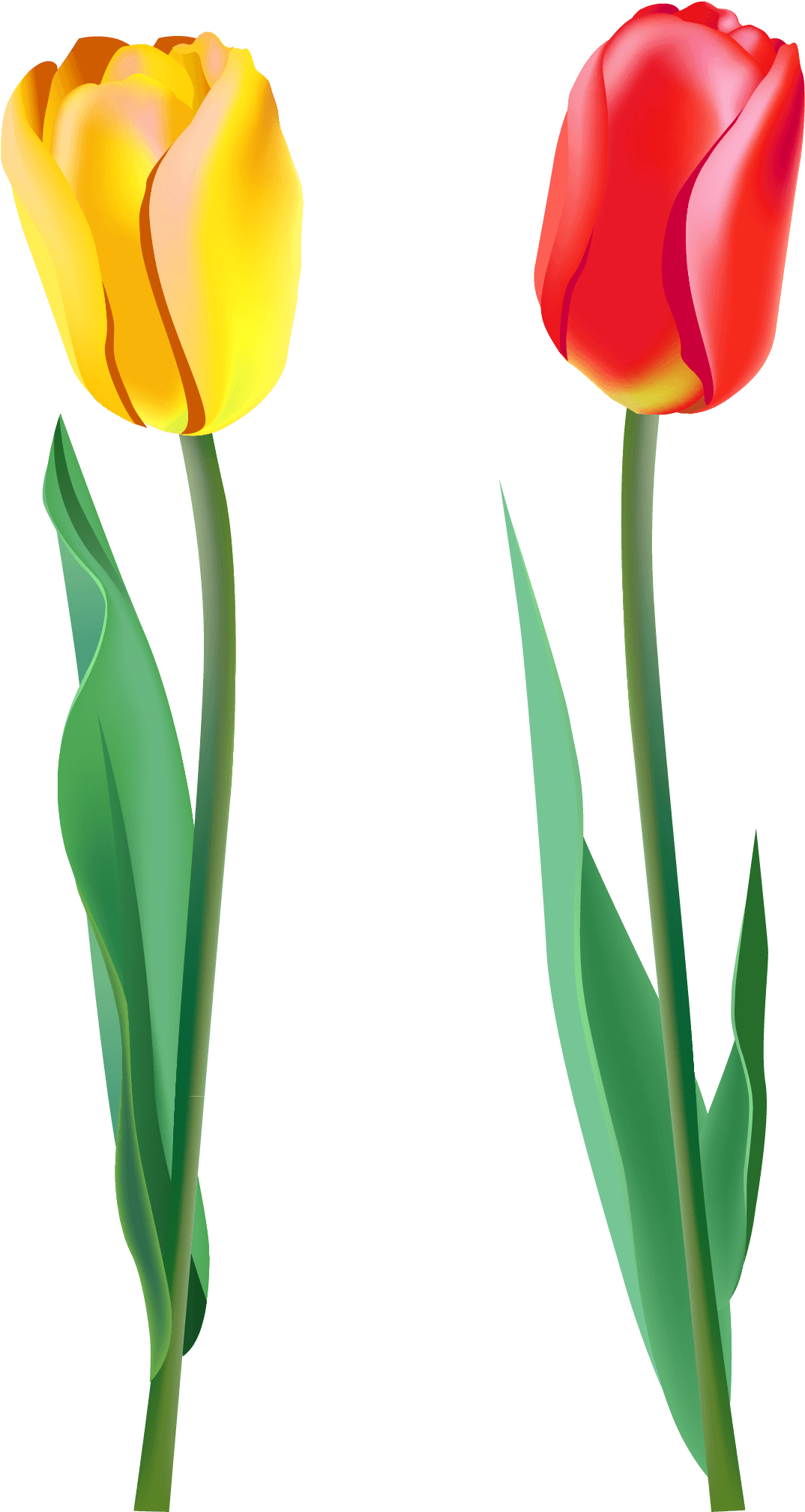 Download PNG image - Red Tulip PNG Image 