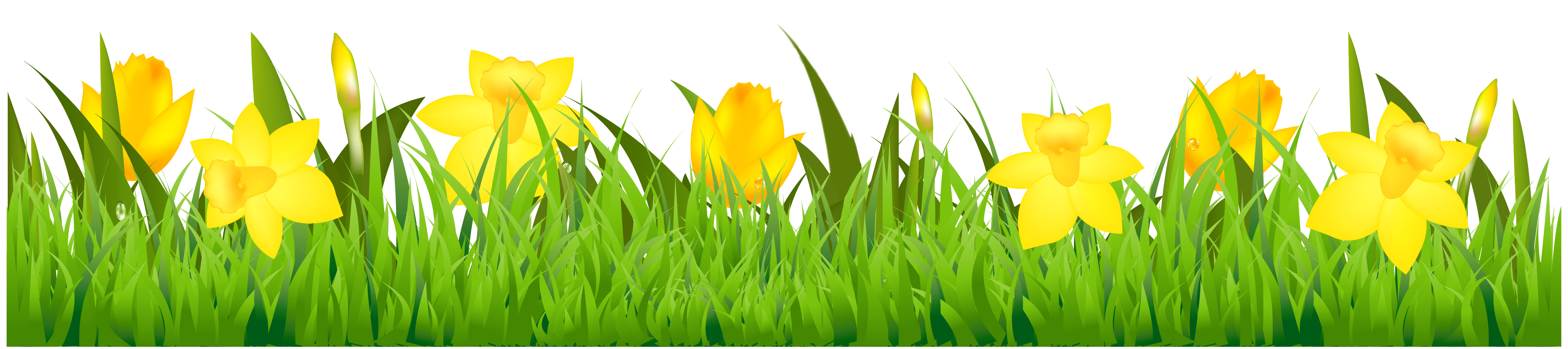 Download PNG image - Yellow Daffodil PNG Free Download 